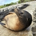 lion_sea_galapagos_spz_h_0027_ecu1722.jpg